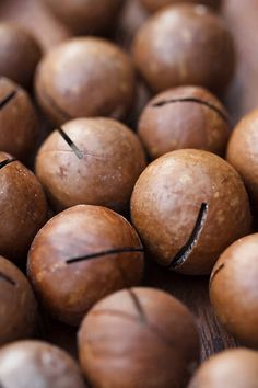 Macadamia Nut Shell